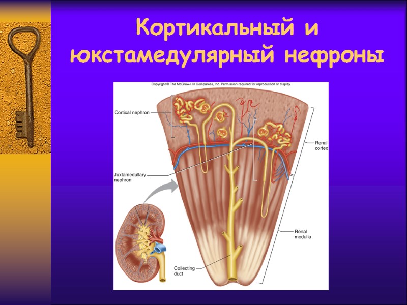 Кортикальный и юкстамедулярный нефроны